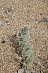 Convolvulus persicus