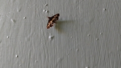 Nacoleia amphicedalis