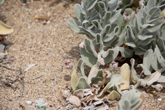 Convolvulus persicus