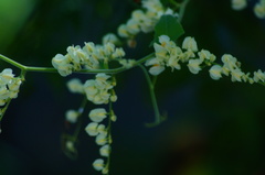 Antigonon flavescens