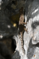 Ptyodactylus guttatus