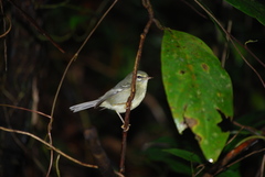 Setophaga plumbea