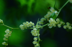 Antigonon flavescens