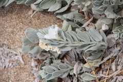 Convolvulus persicus