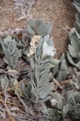 Convolvulus persicus