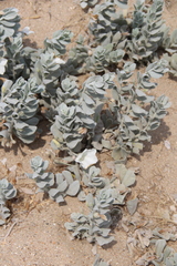 Convolvulus persicus