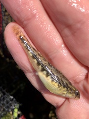 Etheostoma duryi
