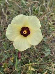 Hibiscus engleri