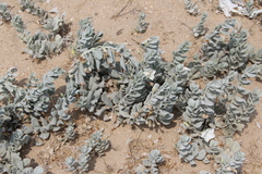 Convolvulus persicus