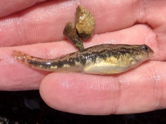 Etheostoma duryi