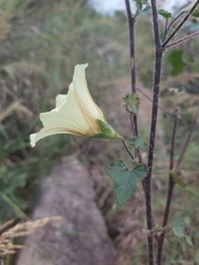 Hibiscus engleri