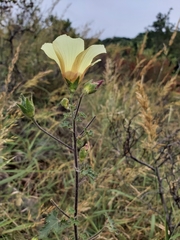 Hibiscus engleri