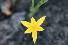 Hypoxis juncea