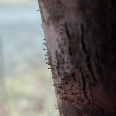 Phaeocalicium curtisii