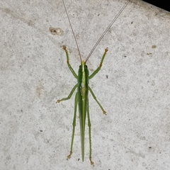 Phoxacris melanosticta