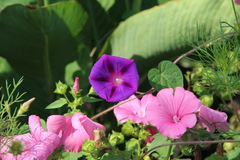 Ipomoea purpurea