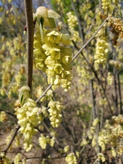 Corylopsis