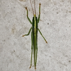 Phoxacris melanosticta