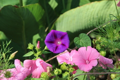 Ipomoea purpurea