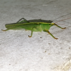 Phoxacris melanosticta