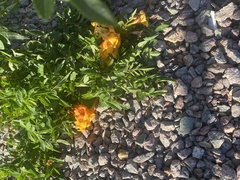 Tecomeae