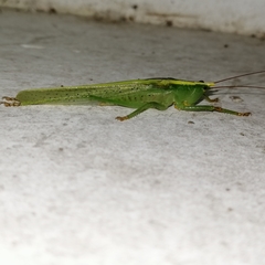 Phoxacris melanosticta