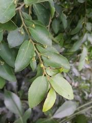 Maytenus peduncularis