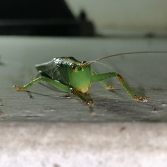 Phoxacris melanosticta