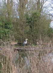 Ardea cinerea