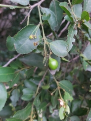 Maytenus peduncularis