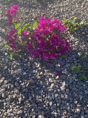 Bougainvillea