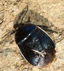 Canthophorus melanopterus