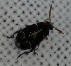 Bruchus luteicornis