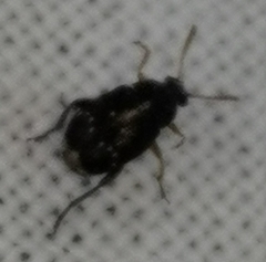 Bruchus luteicornis
