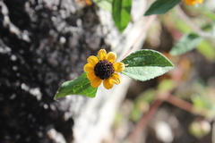 Sanvitalia fruticosa