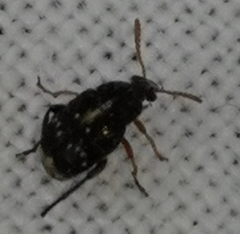 Bruchus luteicornis
