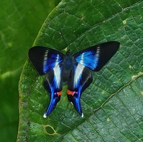 Subespecies Rhetus dysonii psecas · iNaturalist Mexico