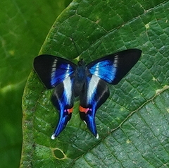 Rhetus dysonii psecas
