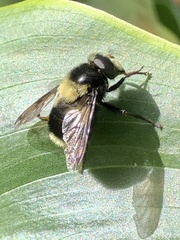 Volucella bombylans
