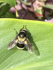 Volucella bombylans