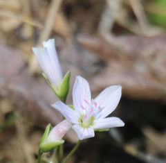 Claytonia virginica