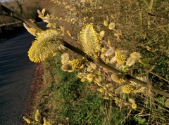 Salix caprea