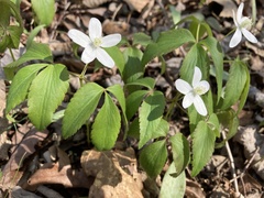 Anemonoides lancifolia