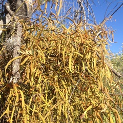 Phoradendron carneum