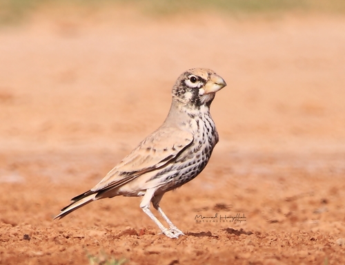 Thick-billed Lark (Ramphocoris clotbey), photo 5