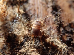 Myrmecophilus acervorum