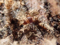 Myrmecophilus acervorum