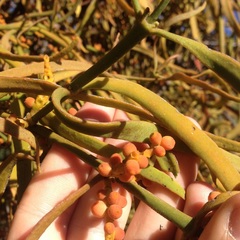 Phoradendron carneum