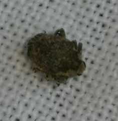 Parethelcus pollinarius