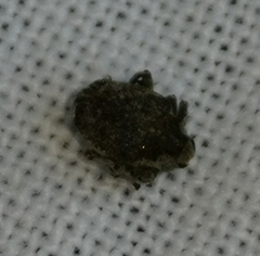 Parethelcus pollinarius
